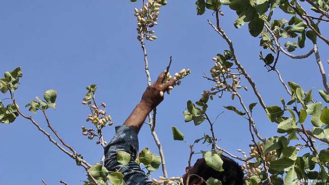 پسته افغانستان به صورت غیرقانونی  و پیش از وقت جمع آوری می‌شود